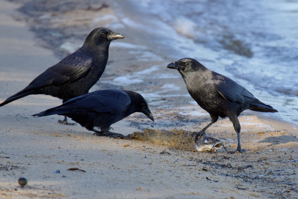American Crow - ML625170862