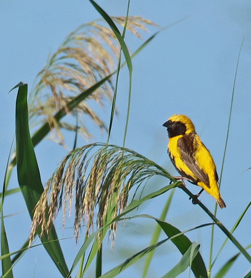 Yellow-crowned Bishop - Linda Mack