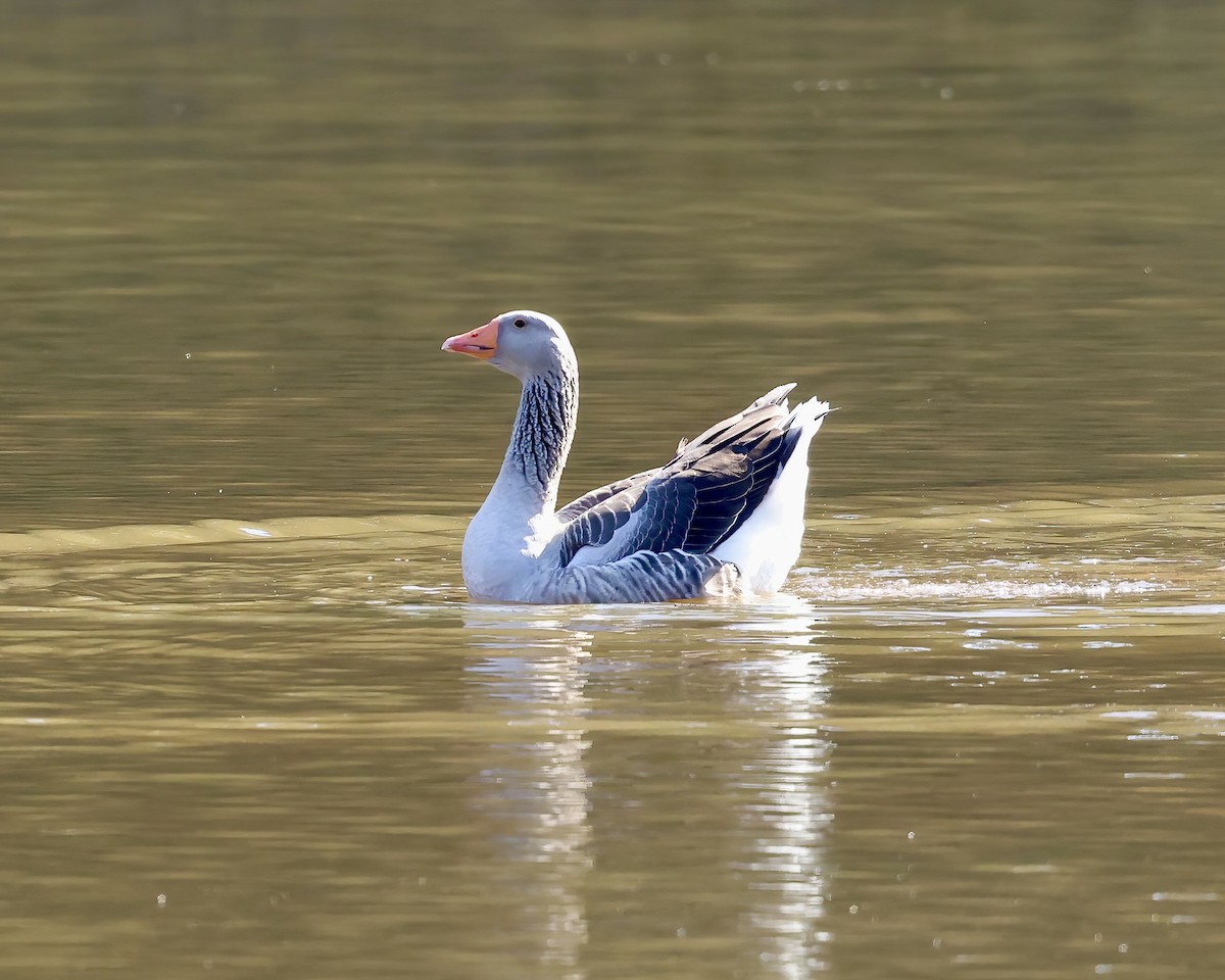 Graylag Goose (Domestic type) - ML625171036