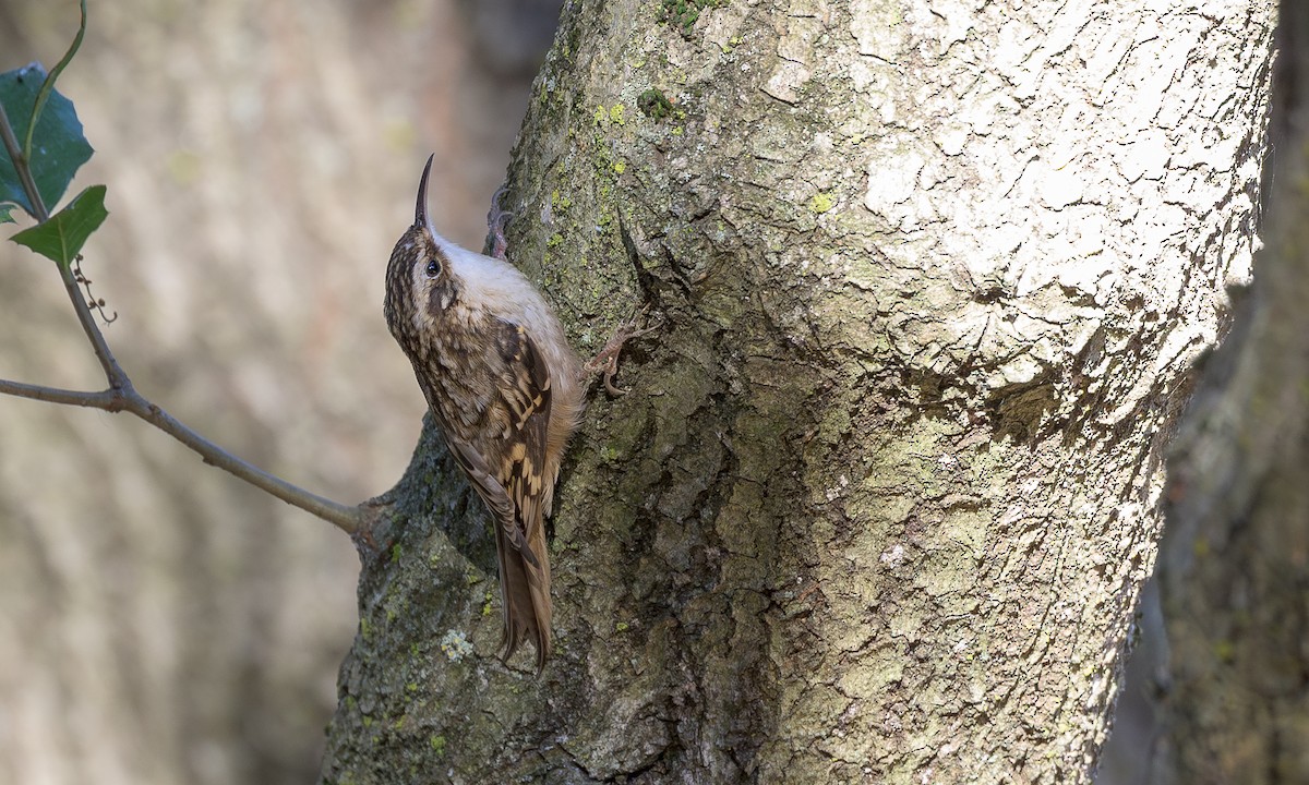 Brown Creeper - ML625171047