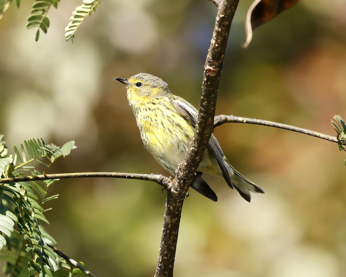 Cape May Warbler - ML625171053