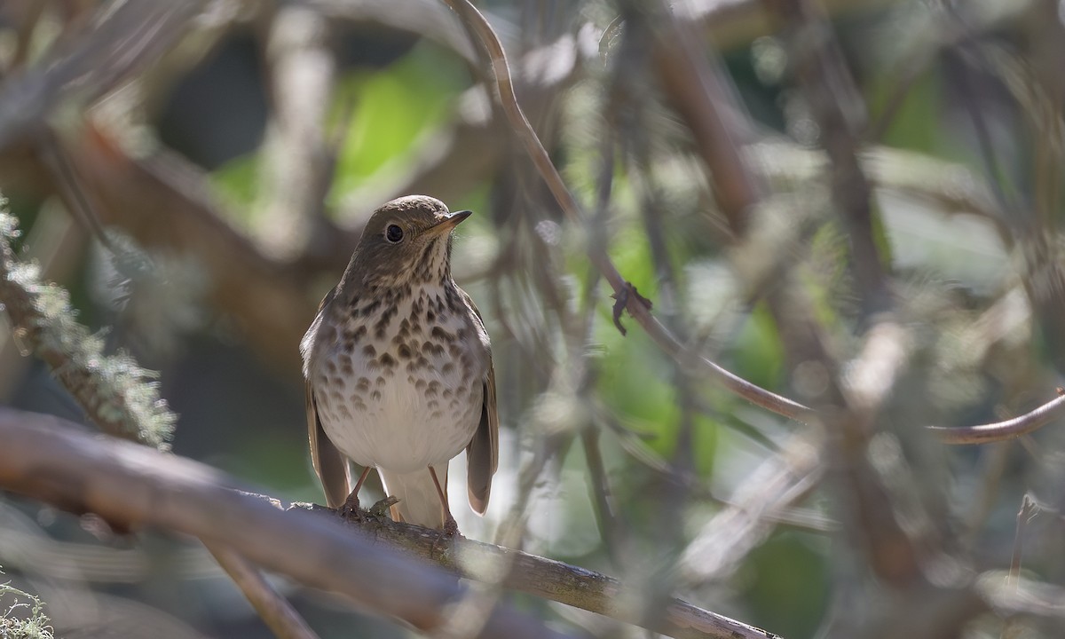 Hermit Thrush - ML625171057