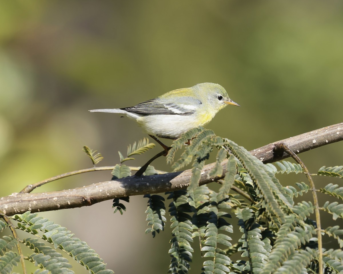 Northern Parula - ML625171060