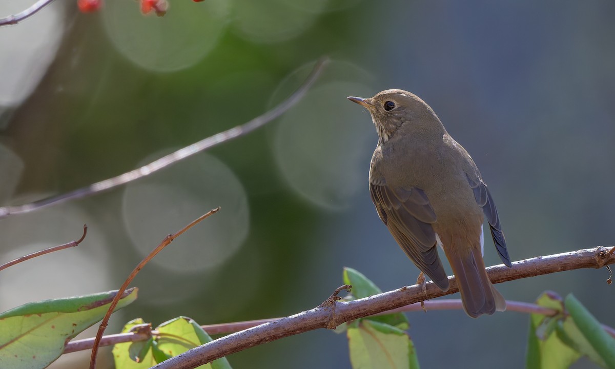 Hermit Thrush - ML625171064