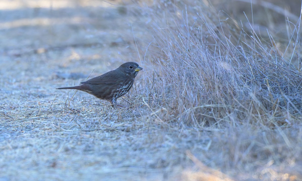 Fox Sparrow (Sooty) - ML625171081