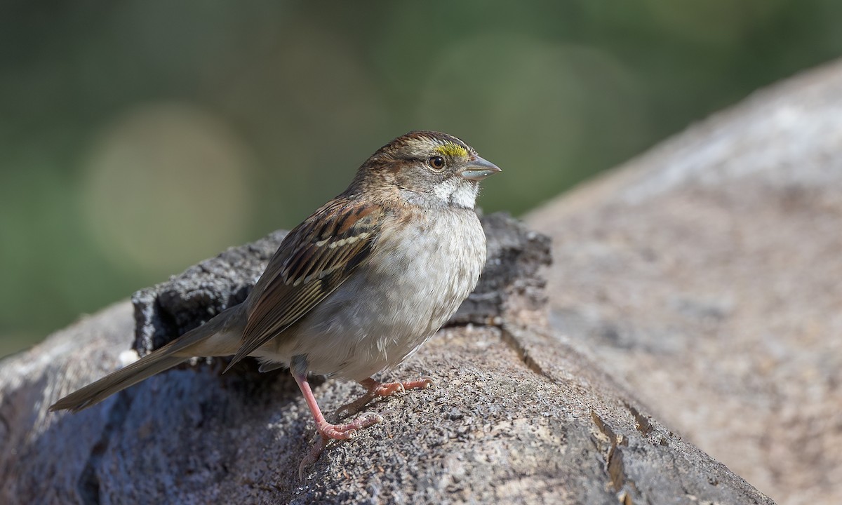 White-throated Sparrow - ML625171093