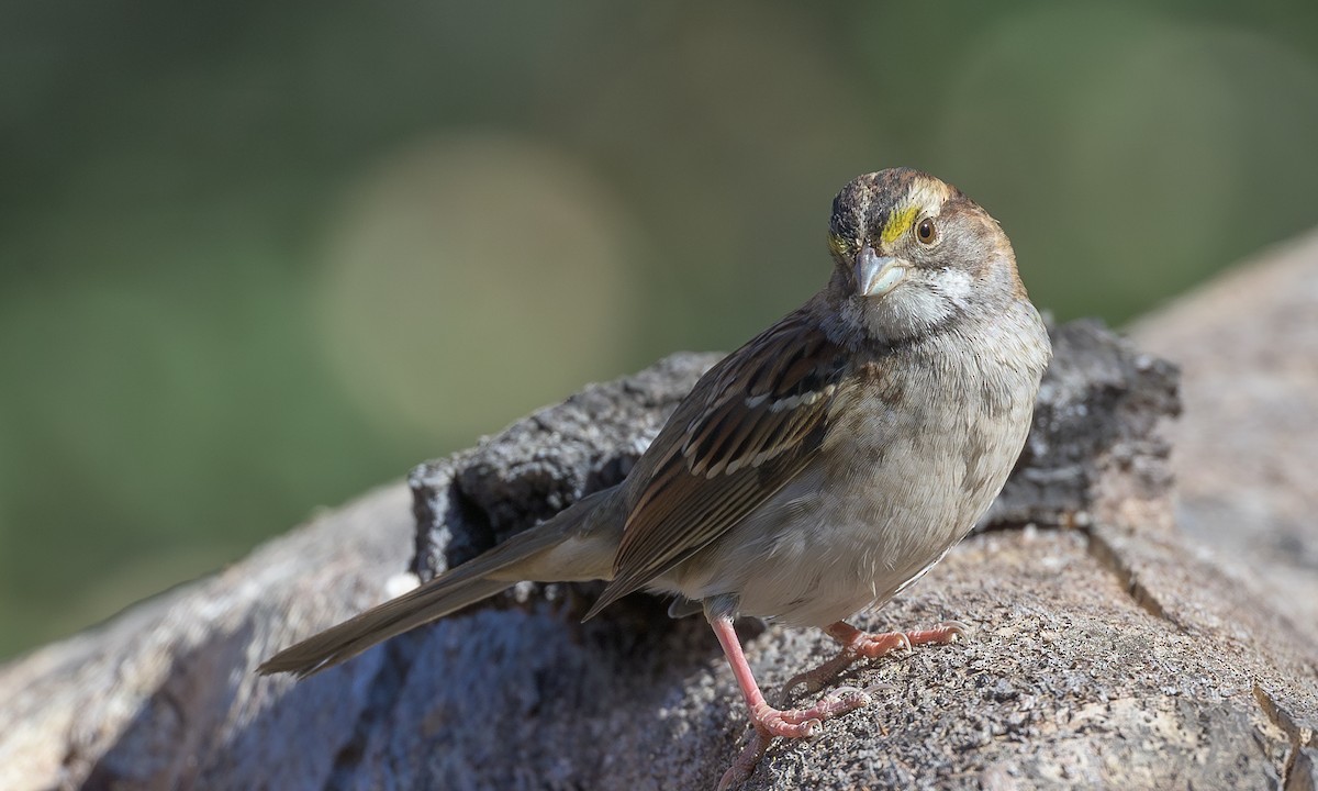 White-throated Sparrow - ML625171106