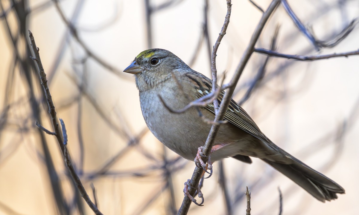 Golden-crowned Sparrow - ML625171114