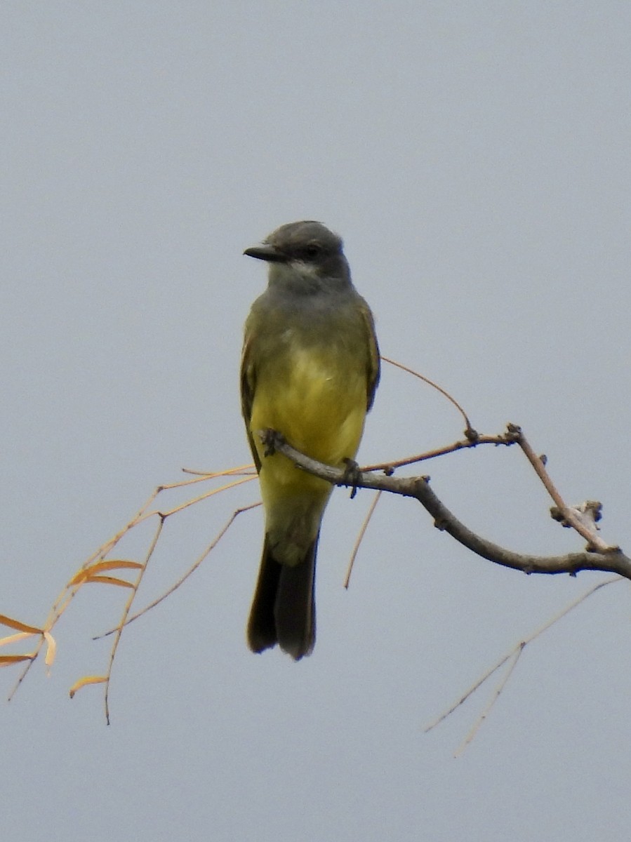 Cassin's Kingbird - ML625171244