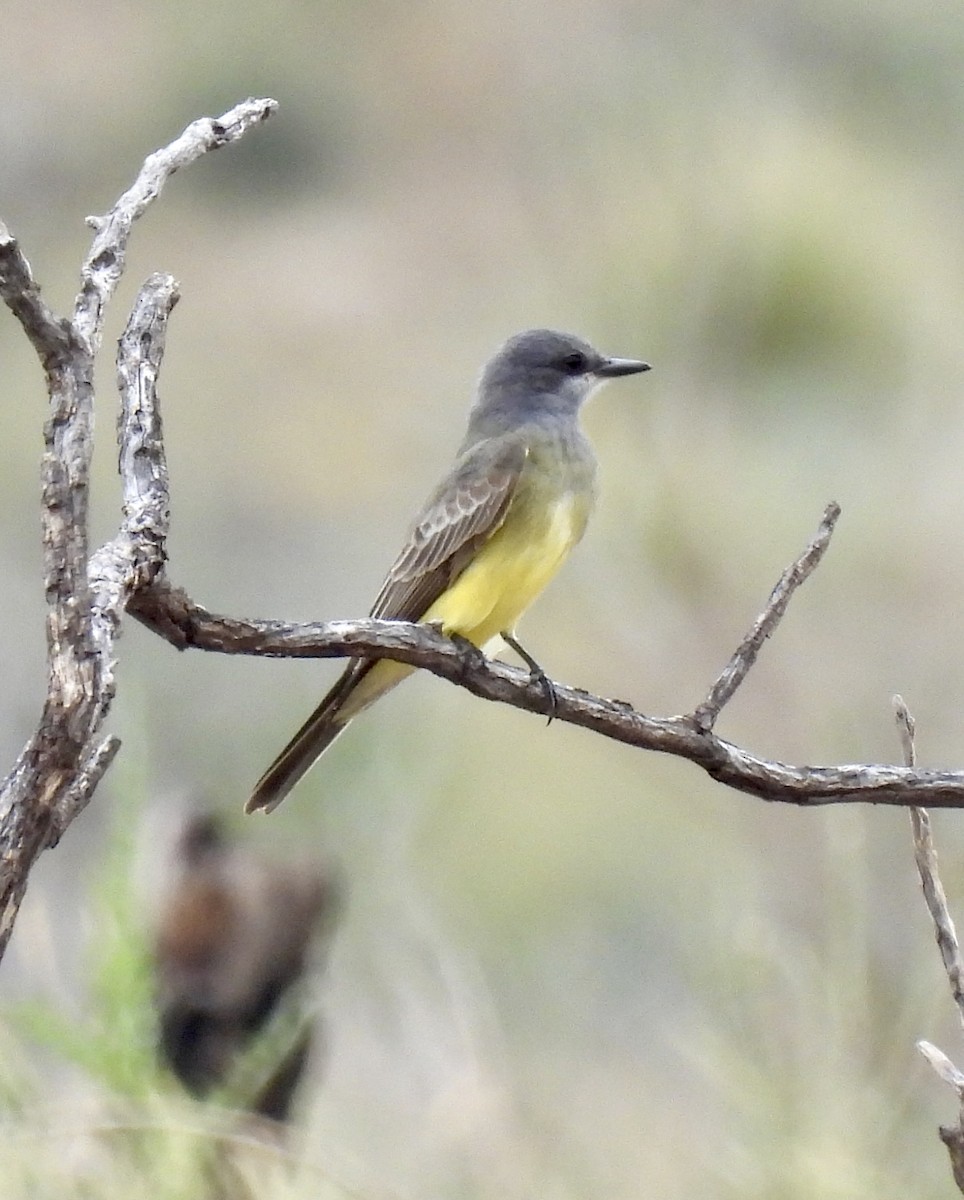 Cassin's Kingbird - ML625171245