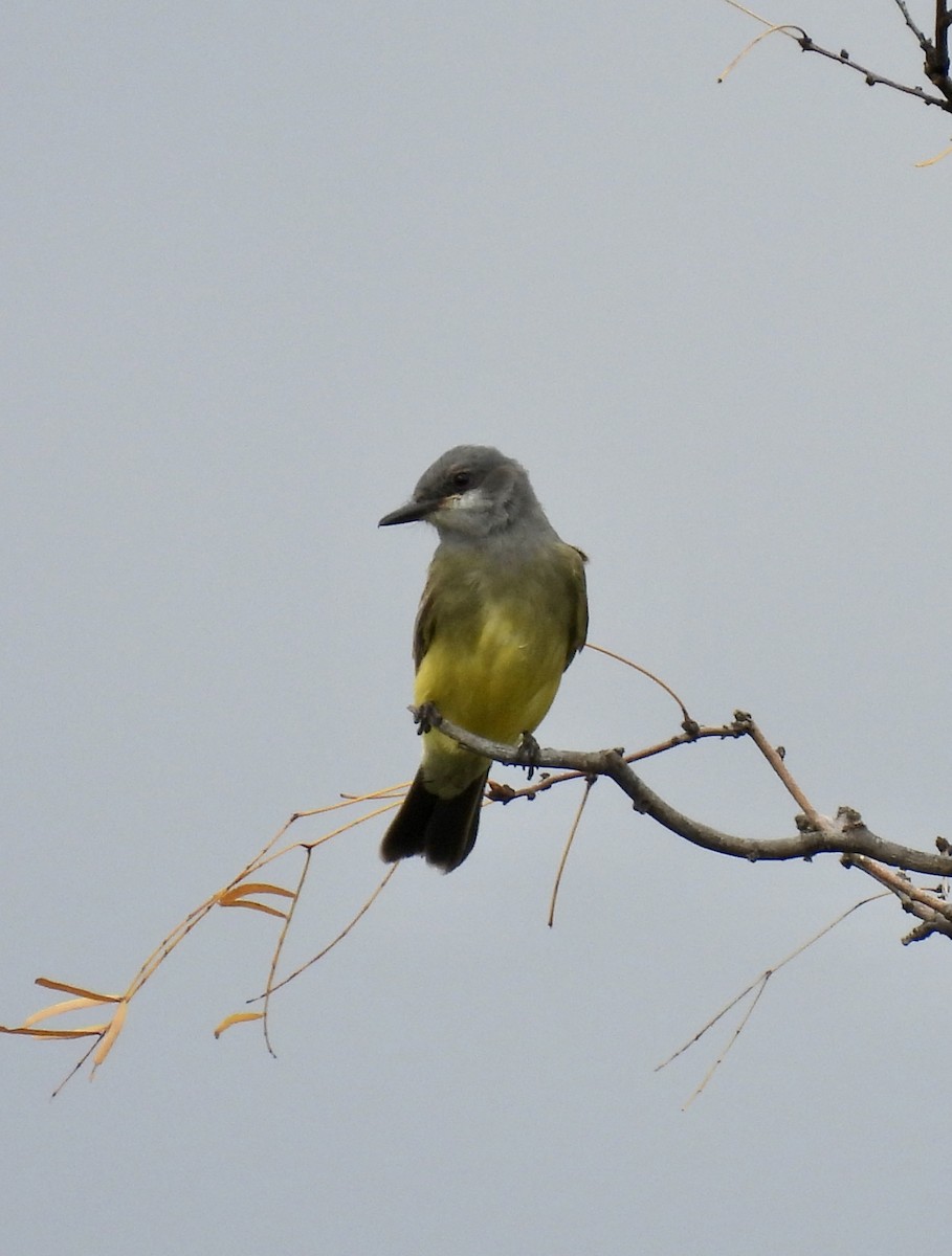 Cassin's Kingbird - ML625171246