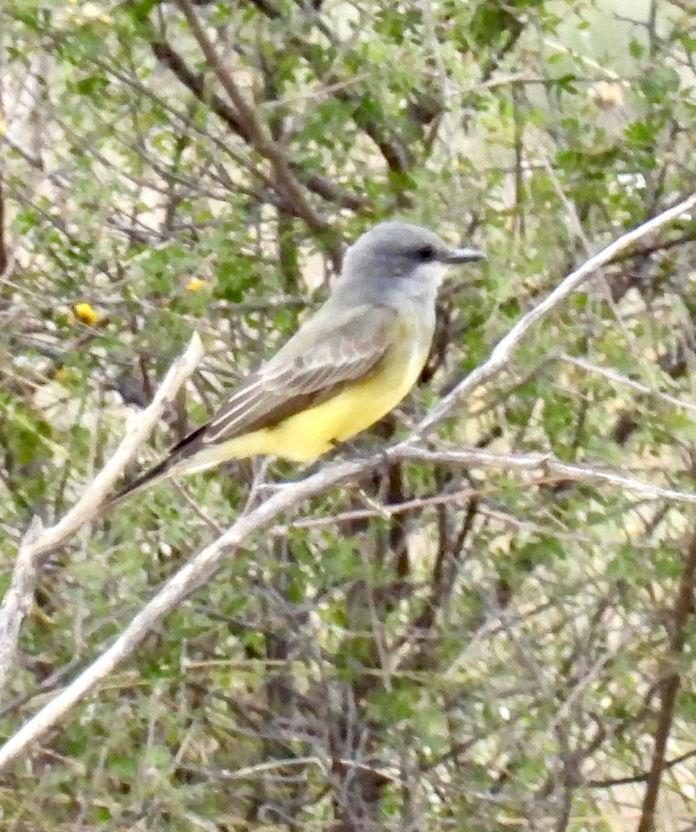 Cassin's Kingbird - ML625171247