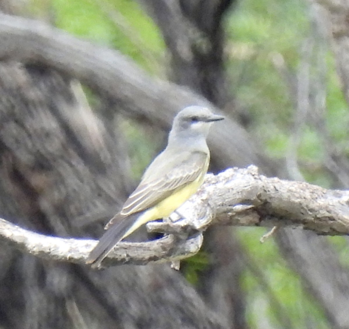 Cassin's Kingbird - ML625171249