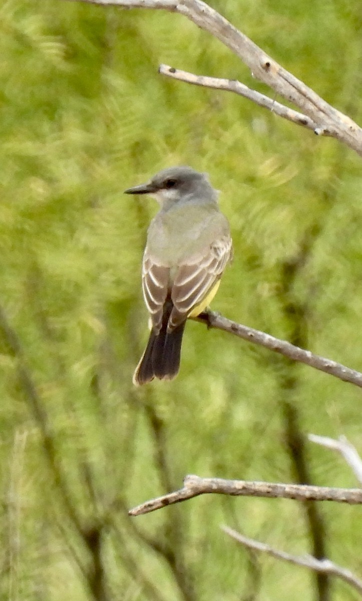 Cassin's Kingbird - ML625171250