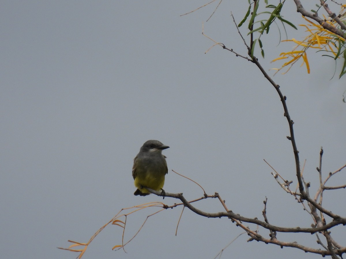 Cassin's Kingbird - ML625171251