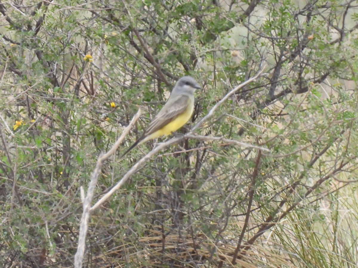 Cassin's Kingbird - ML625171252