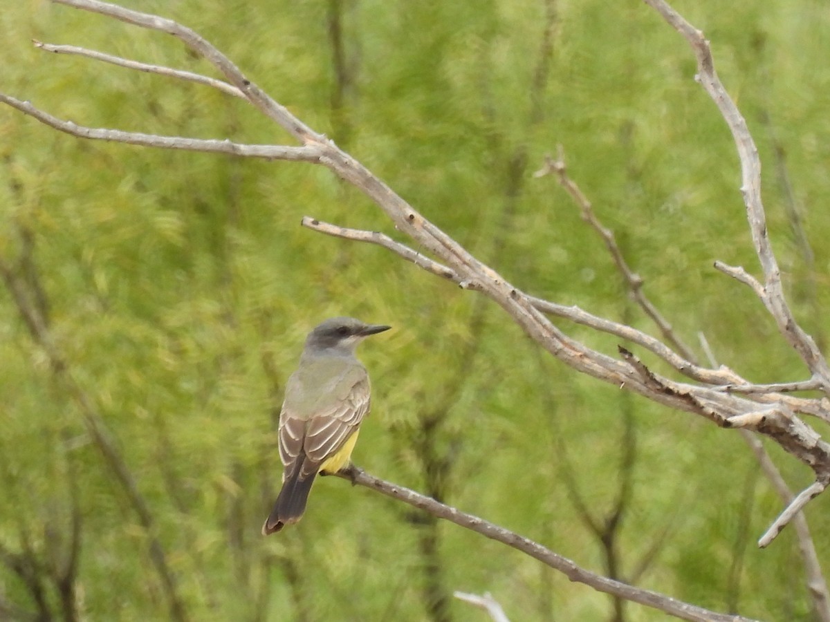 Cassin's Kingbird - ML625171253