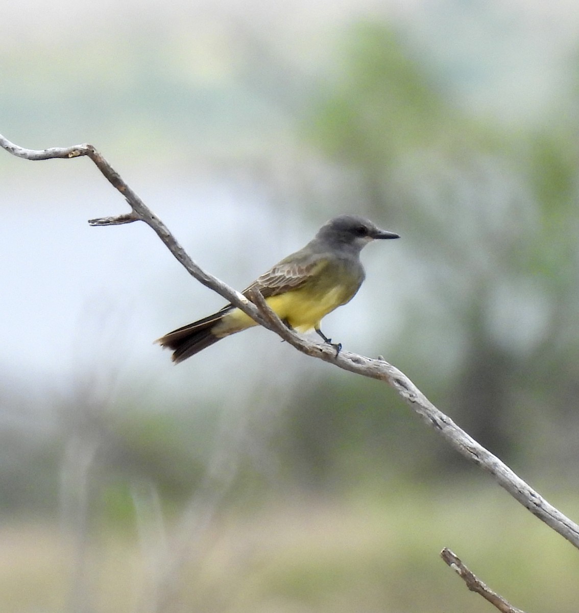 Cassin's Kingbird - ML625171333