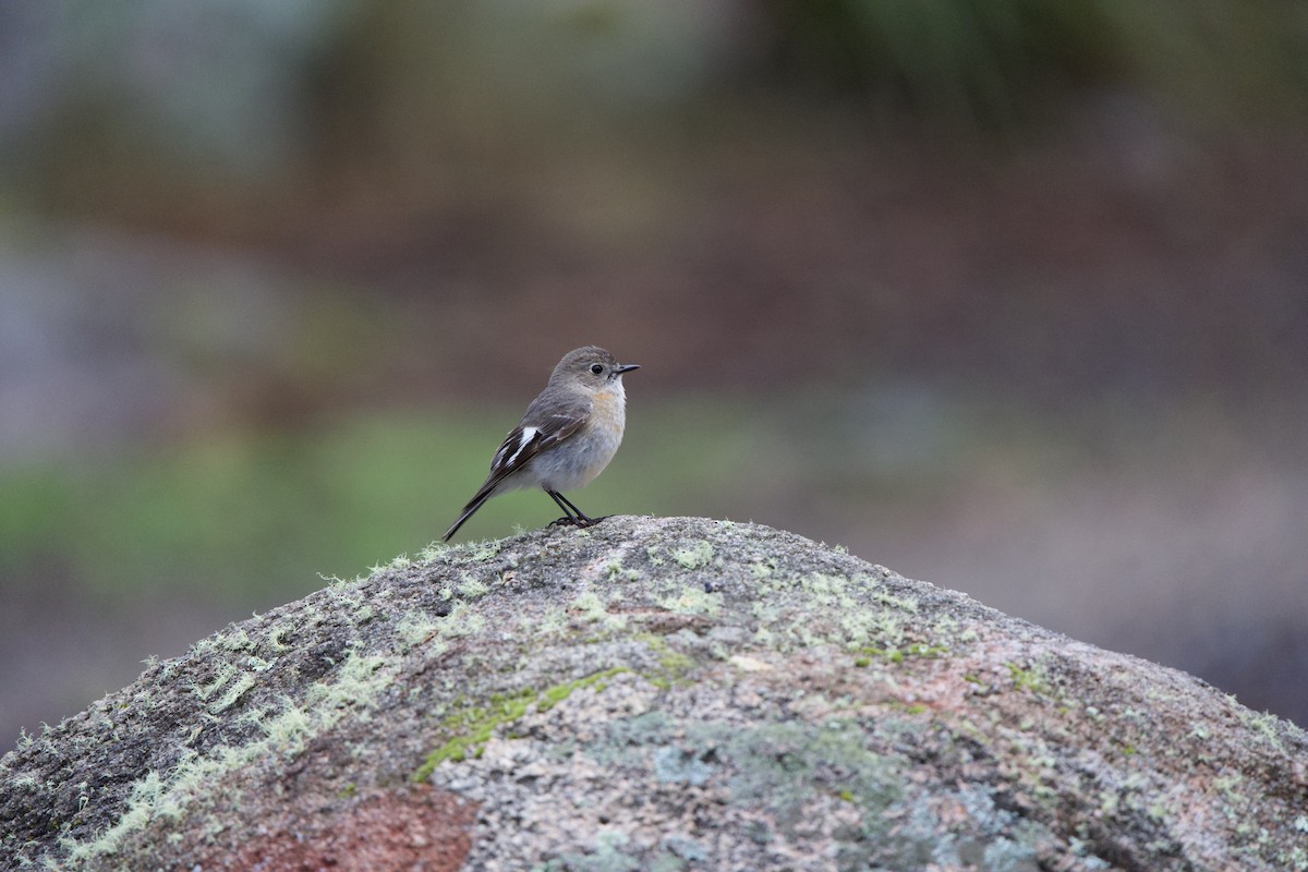 Flame Robin - ML625171554
