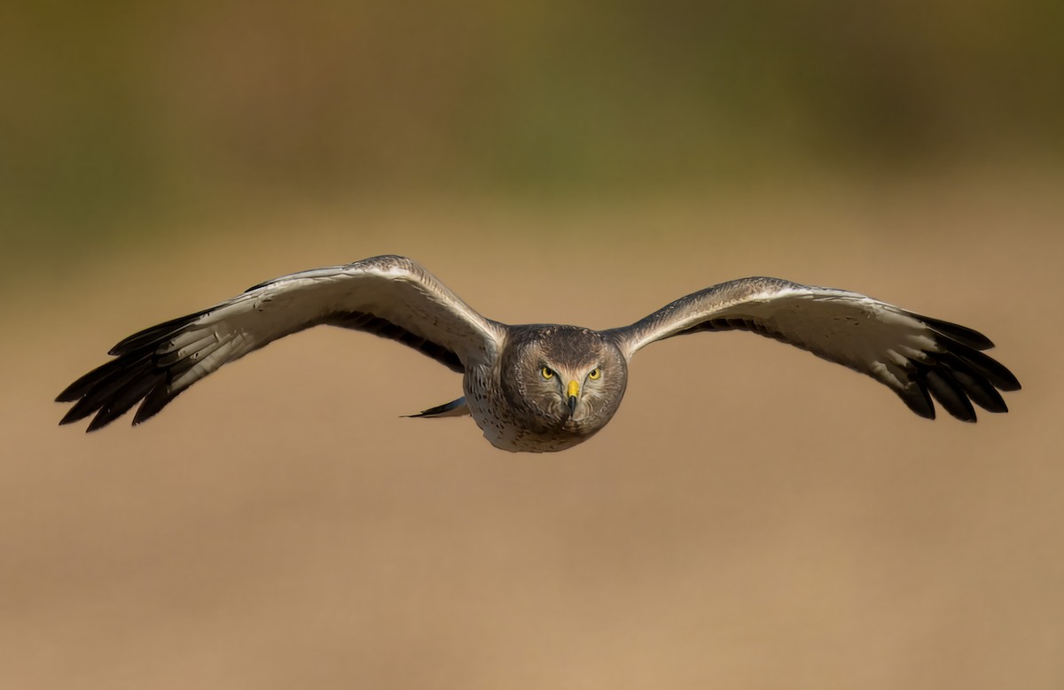 Northern Harrier - ML625171623