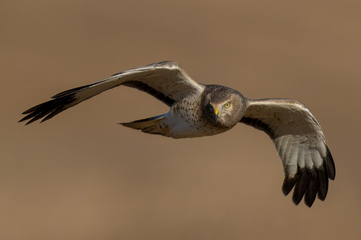 Northern Harrier - ML625171624