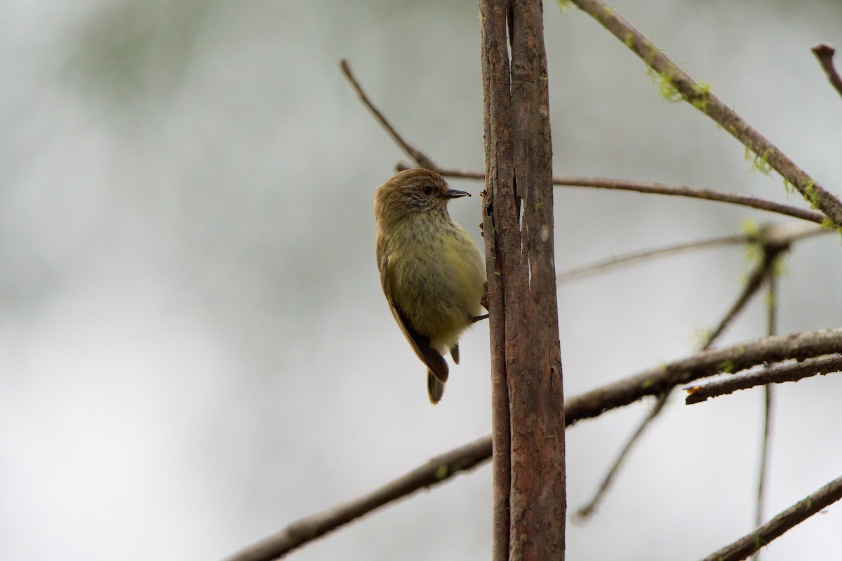Striated Thornbill - ML625171729