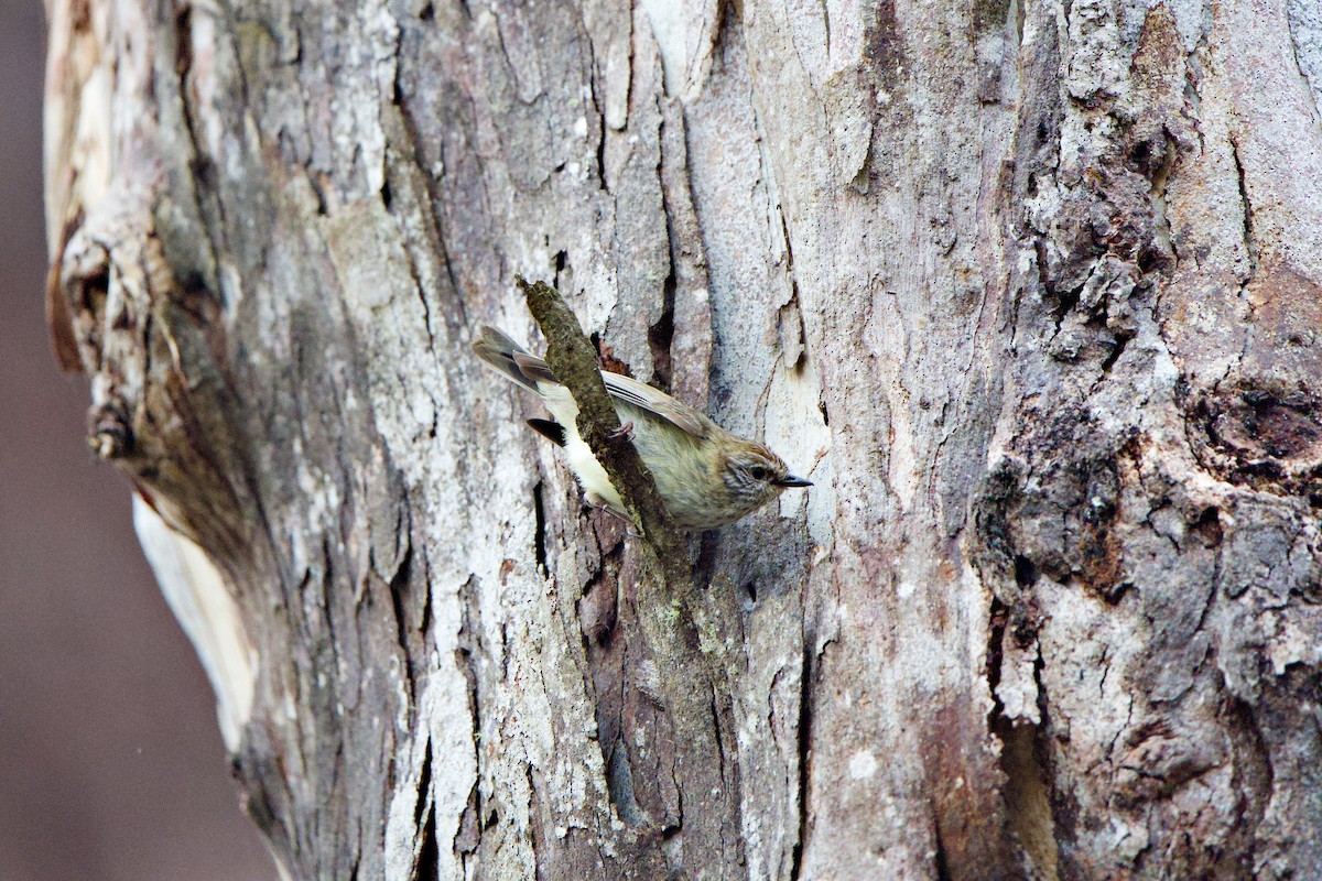 Striated Thornbill - ML625171737