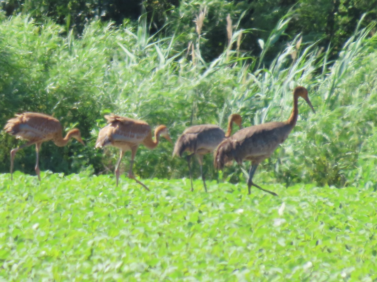 Sandhill Crane - ML625171739