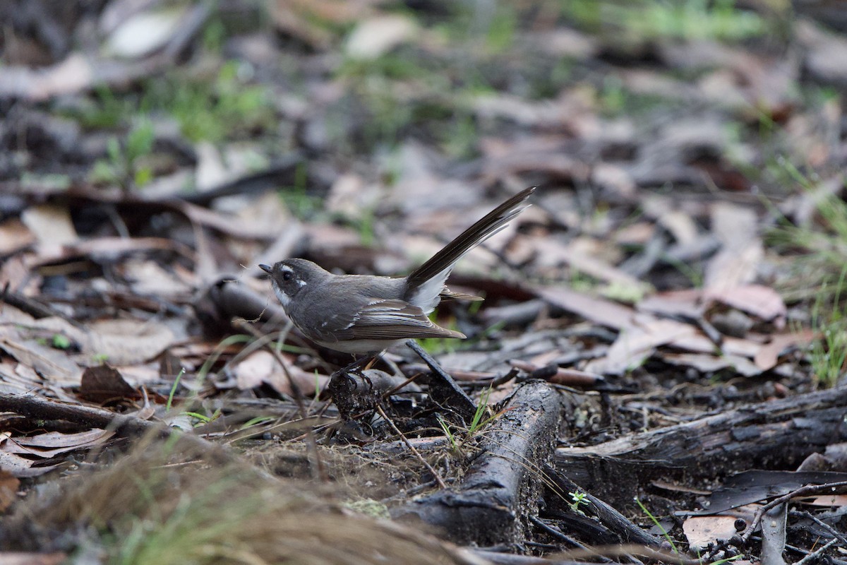 Gray Fantail - ML625171742