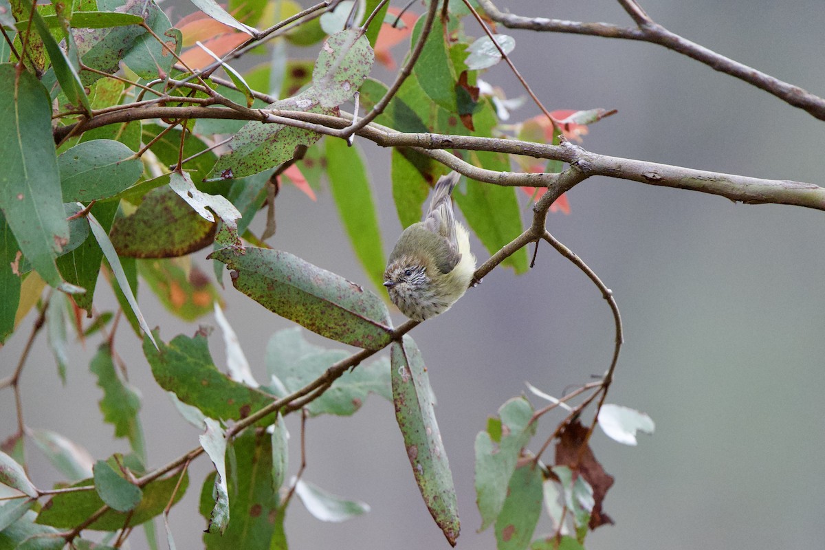 Striated Thornbill - ML625171747