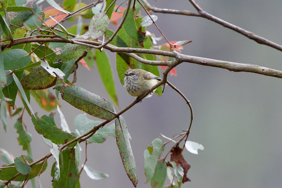 Striated Thornbill - ML625171754