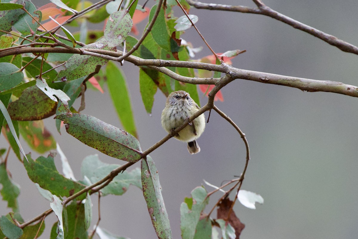 Striated Thornbill - ML625171757