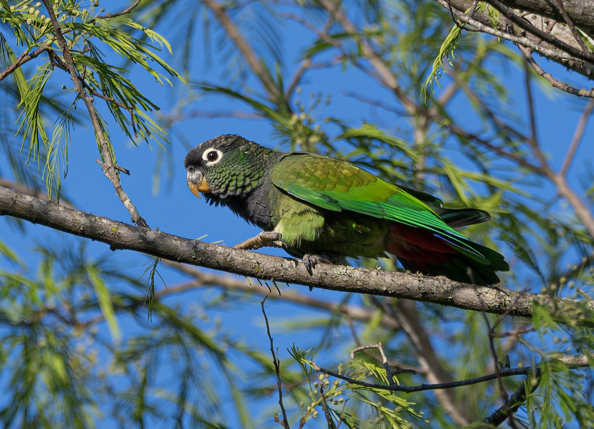 Scaly-headed Parrot - ML625171853