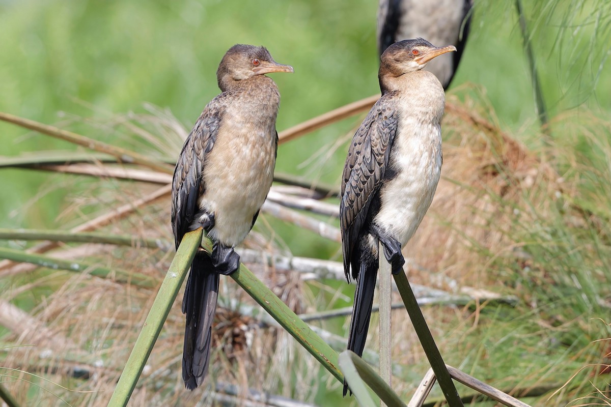 Reed Cormorant - Eric Barnes