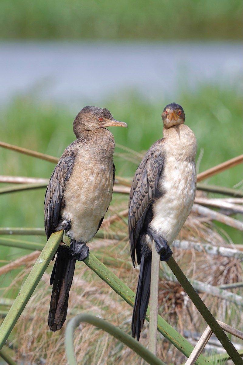 Reed Cormorant - ML625171865