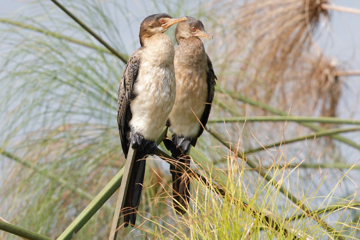 Reed Cormorant - ML625171866