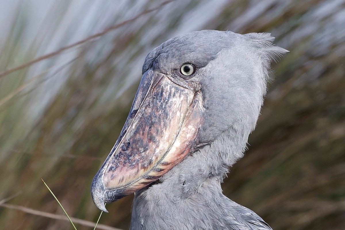 Shoebill - ML625171881