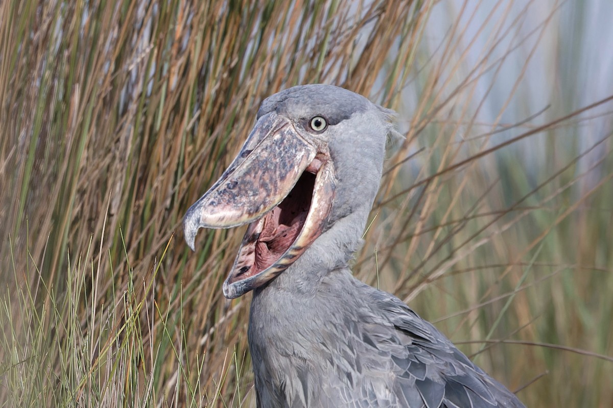 Shoebill - ML625171883