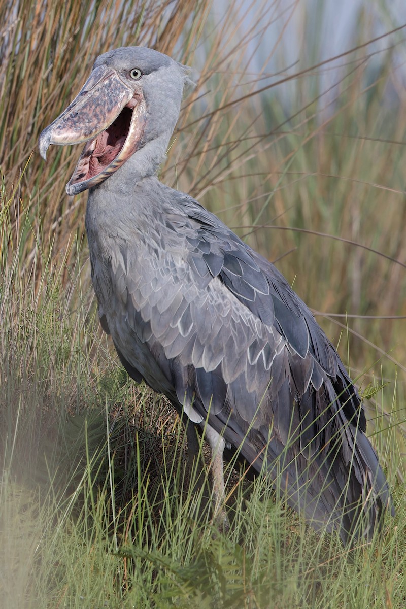 Shoebill - ML625171884