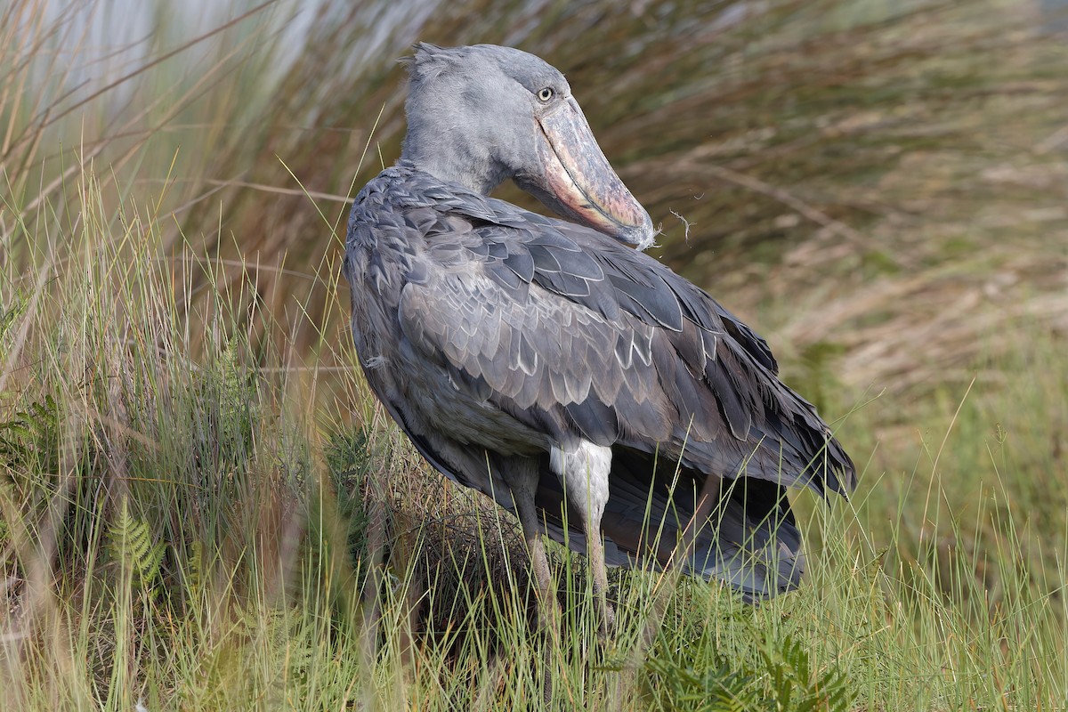 Shoebill - ML625171885