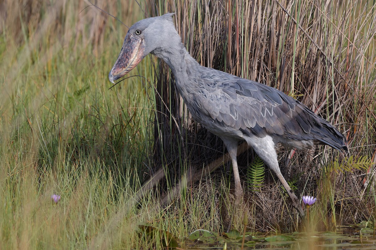 Shoebill - ML625171886