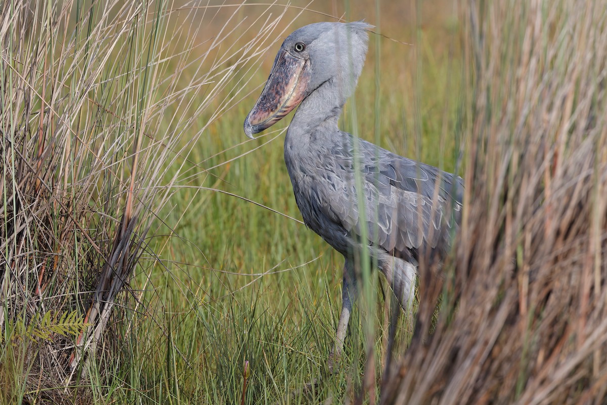 Shoebill - ML625171888