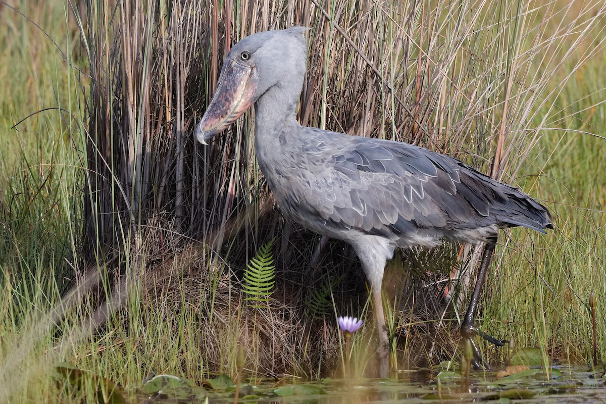 Shoebill - ML625171889