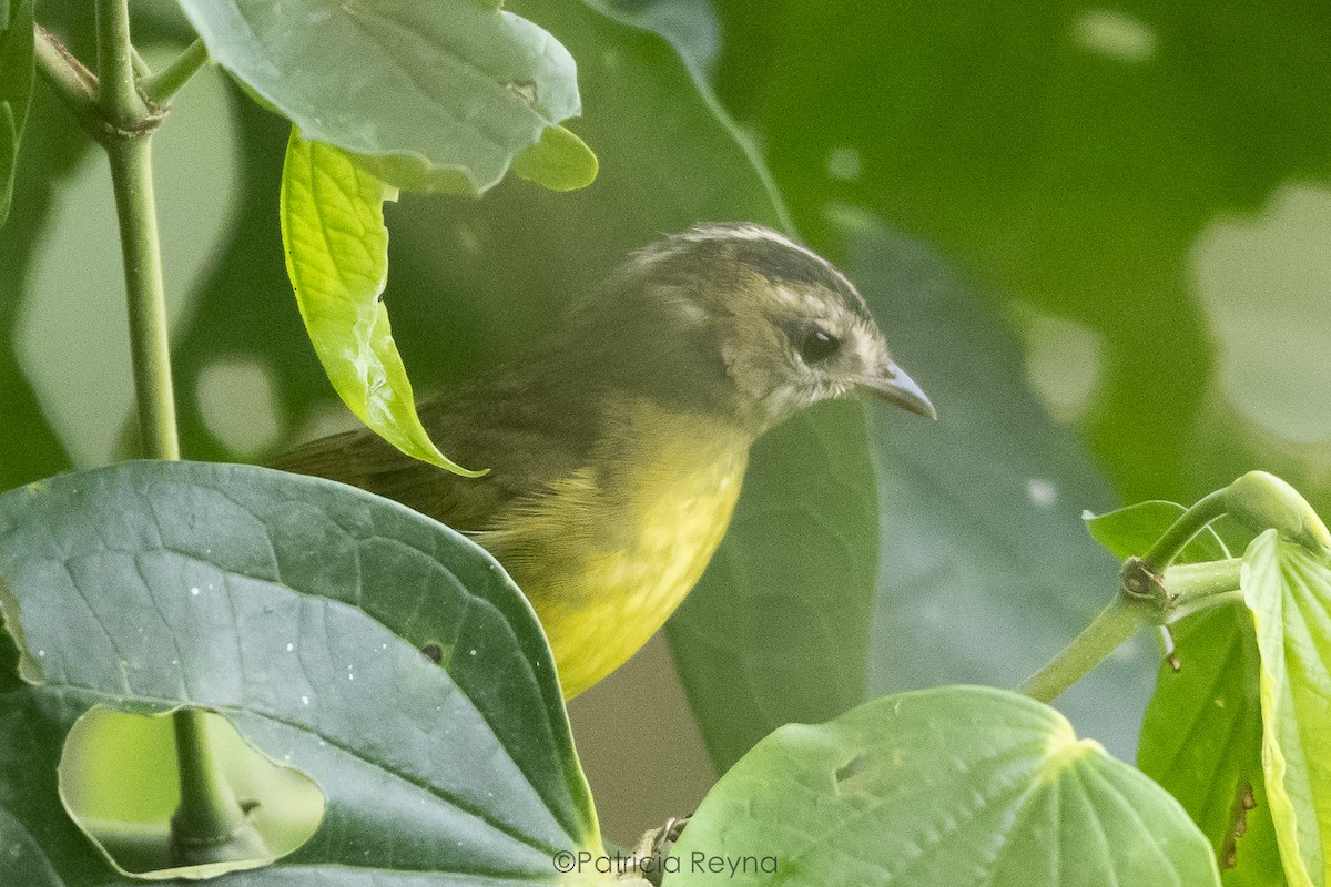 Three-striped Warbler - Patricia Reyna