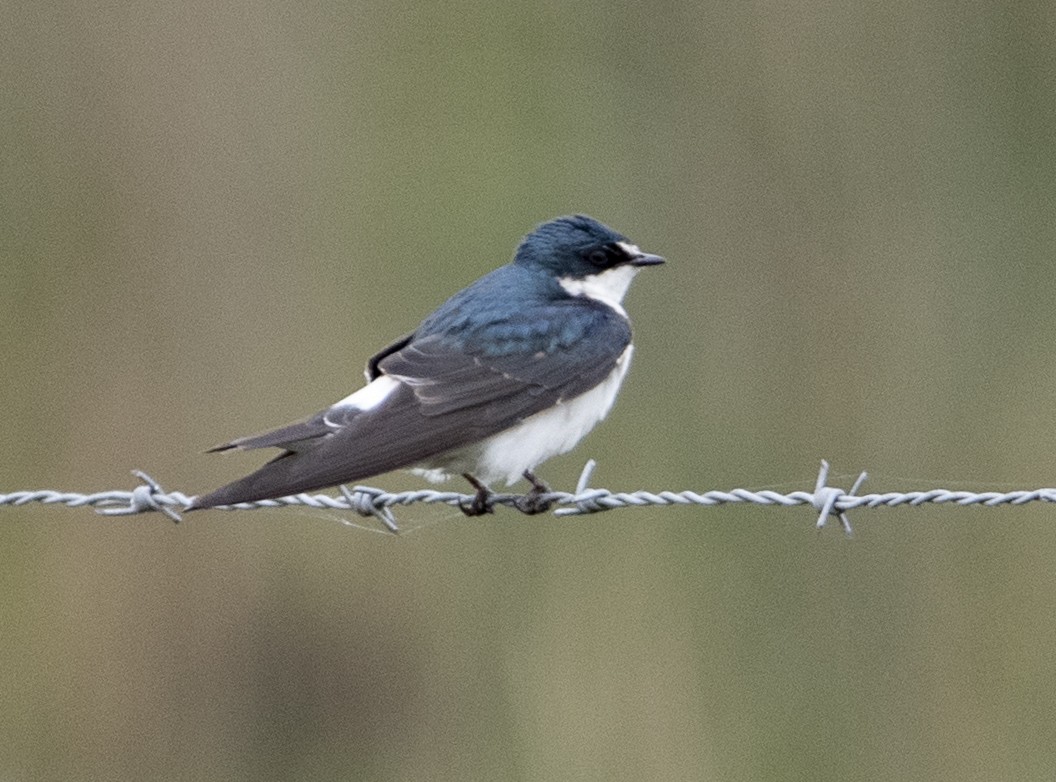 White-rumped Swallow - ML625172037