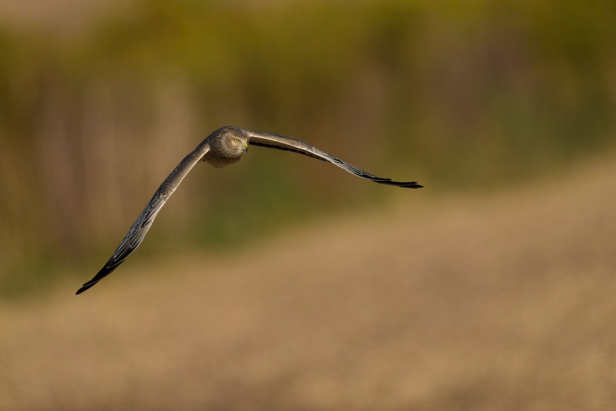 Northern Harrier - ML625172121