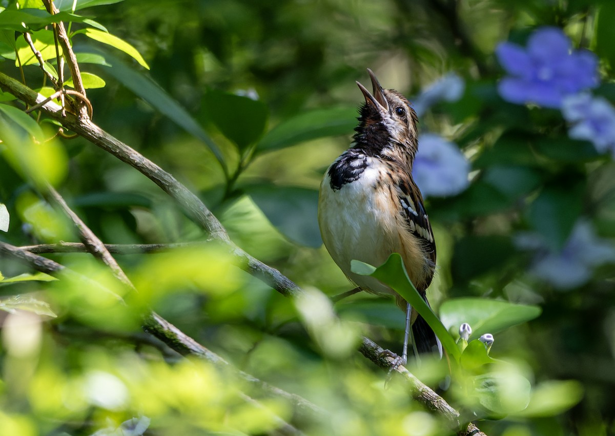 Stripe-backed Antbird - ML625172214