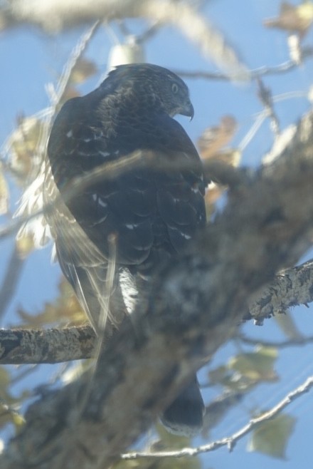 Cooper's Hawk - ML625172307