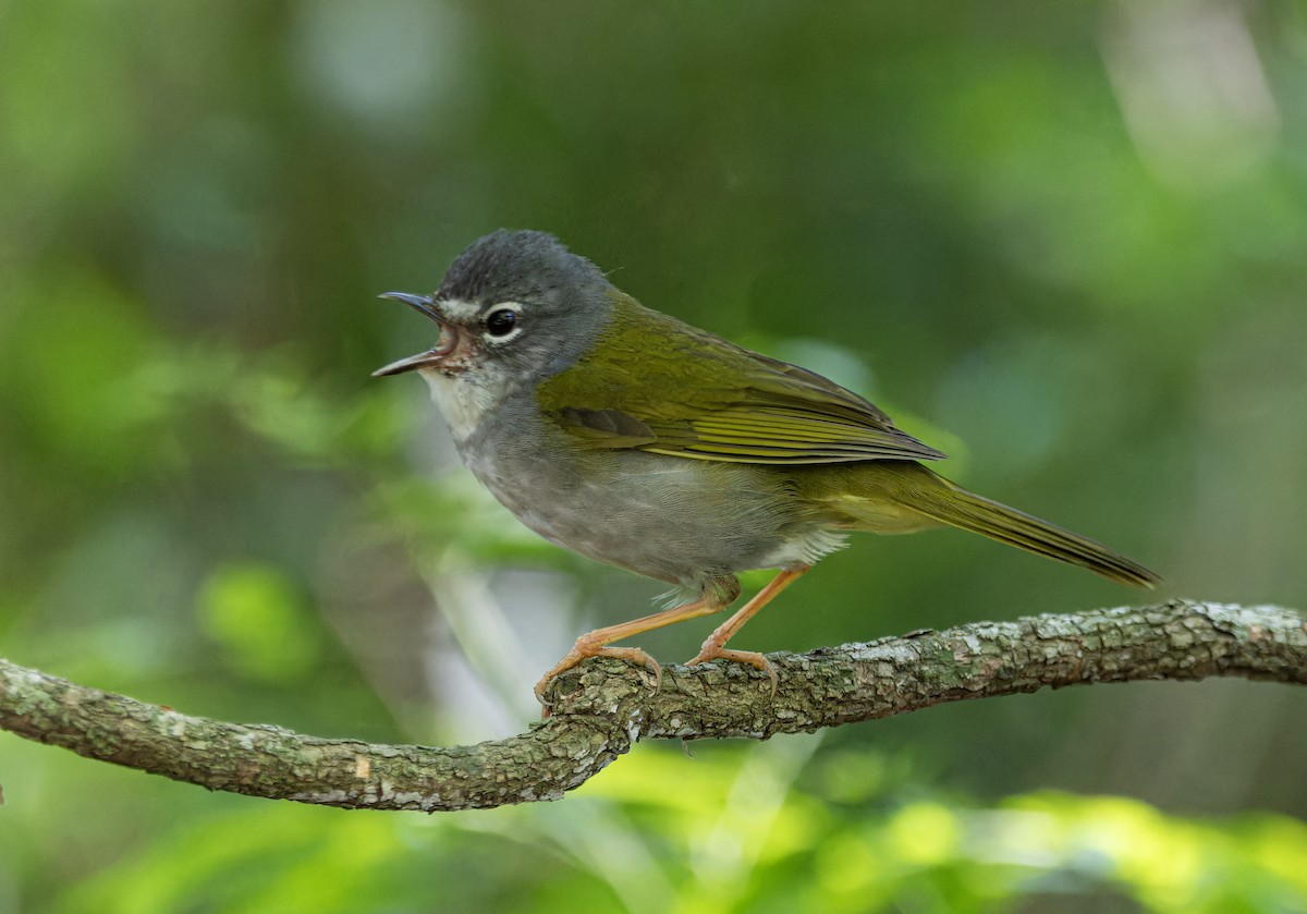 White-browed Warbler - ML625172376