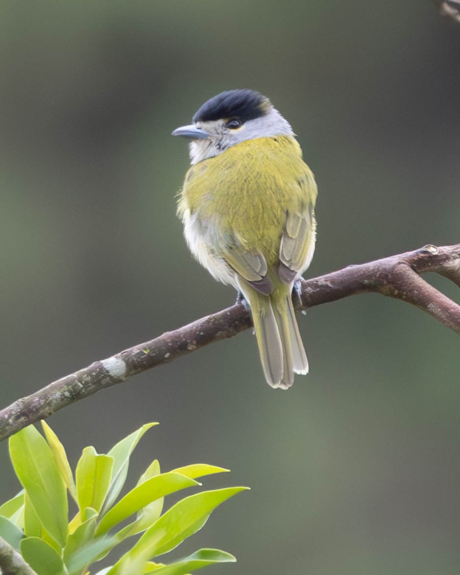 Green-backed Becard - ML625172385